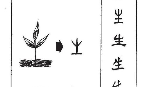 鸡谷草的功效与作用及禁忌-鸡谷草的功效网- 鸡谷草的功效和作用知识,分享鸡谷草的功全草